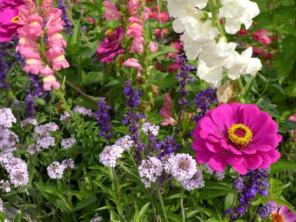 årlige blomster til sommerhytta