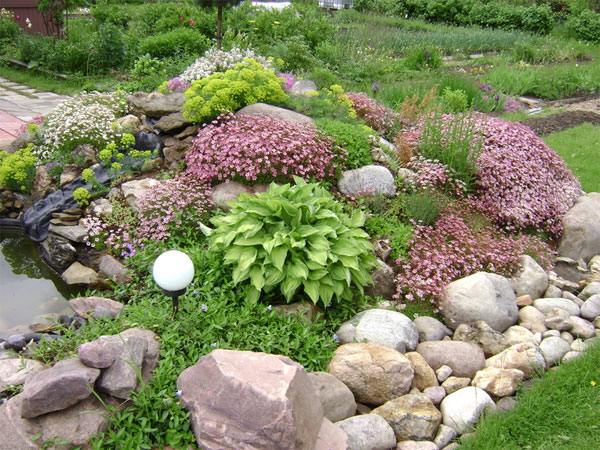 årlige blomster til sommerhytta