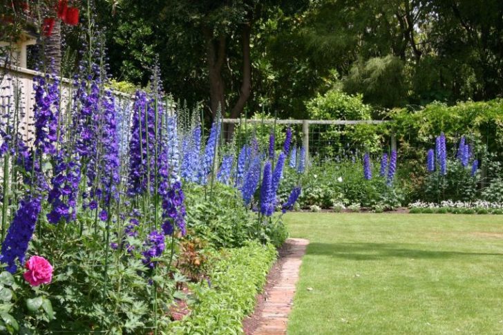 årlige blomster til sommerhytta