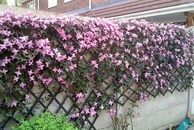 årlige blomster til sommerhytta