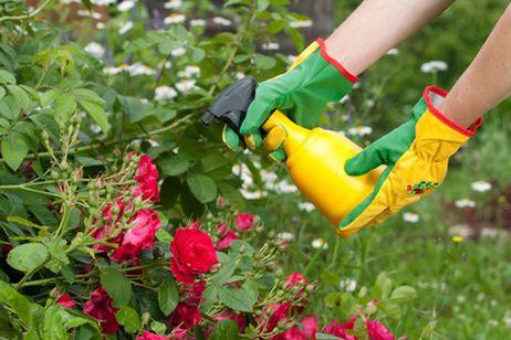 årlige blomster til sommerhytta