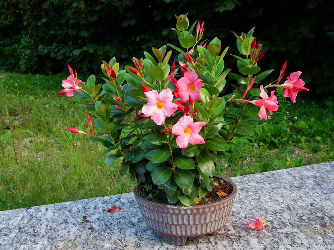 fleurs d'intérieur