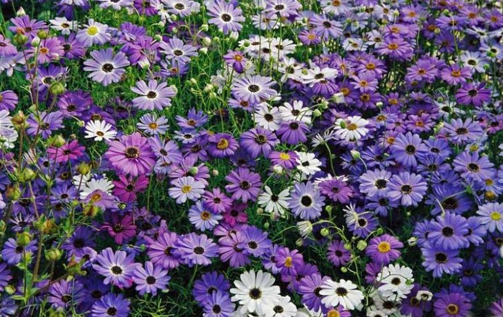 årlige blomster til sommerhytta