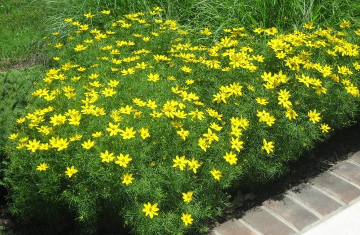 årlige blomster til sommerhytta