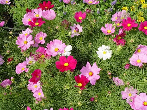 årlige blomster til sommerhytta