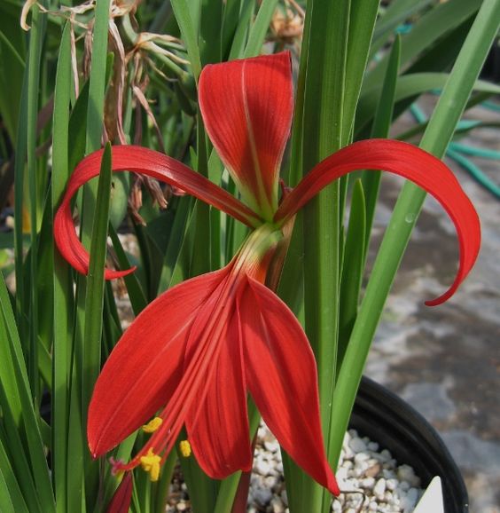 fleurs d'intérieur