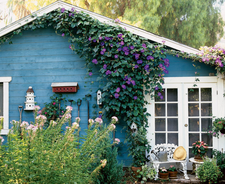 årlige blomster til sommerhytta