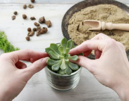 Comment faire pousser des plantes succulentes: caractéristiques des différents types de plantes et règles d'entretien