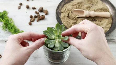 Comment faire pousser des plantes succulentes: caractéristiques des différents types de plantes et règles d'entretien