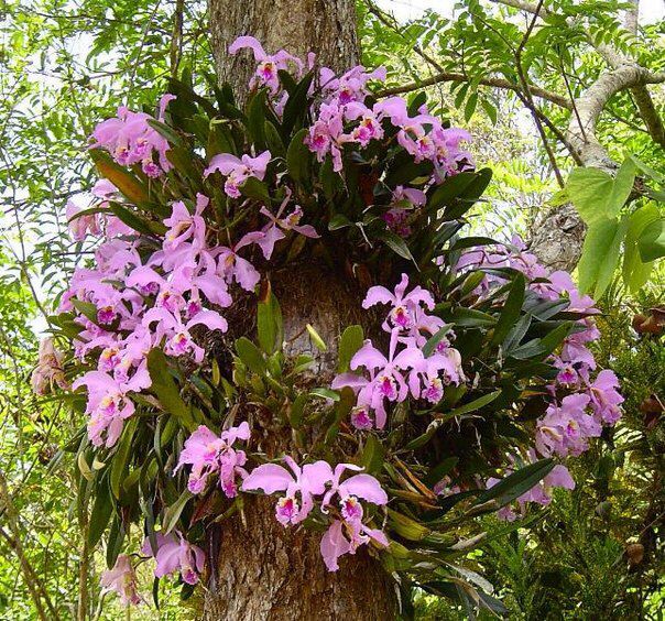 orchid, pangangalaga sa bahay