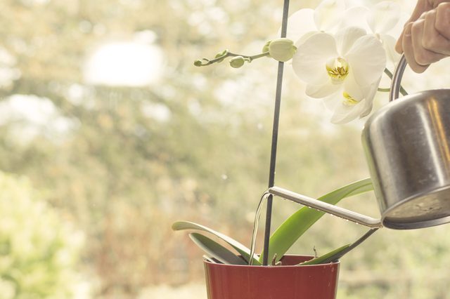 orchid, pangangalaga sa bahay