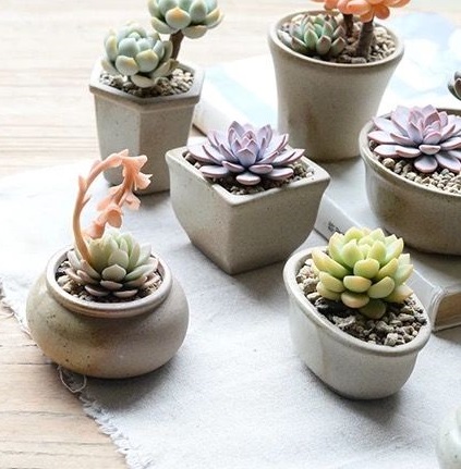 succulentes