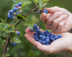 Paano palaguin ang mga blueberry: ang mga pangunahing kaalaman sa matagumpay na paglilinang ng isang palumpong na may mataas na bitamina berries