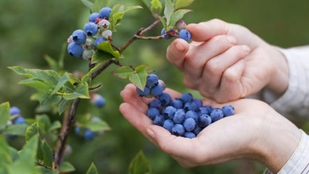 Comment faire pousser des myrtilles: les bases d'une culture réussie d'un arbuste aux baies riches en vitamines