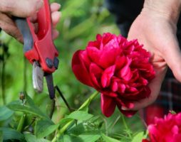 Variétés et types de pivoines, caractéristiques de culture, règles d'entretien