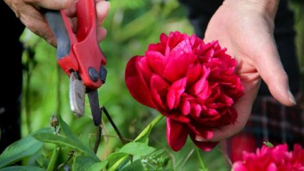 Variétés et types de pivoines, caractéristiques de culture, règles d'entretien