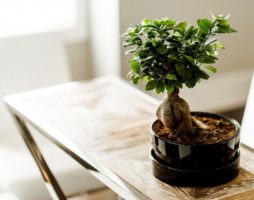 Paano palaguin ang bonsai mula sa mga buto sa bahay