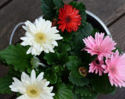 Ang paglaki at pag-aalaga ng gerbera sa bahay at sa hardin