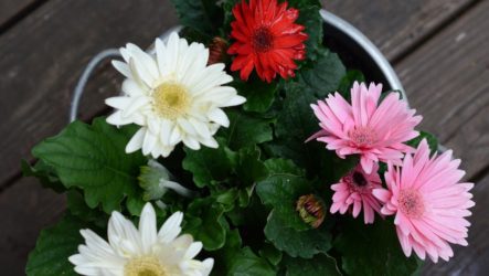 Cultiver et entretenir le gerbera à la maison et dans le jardin