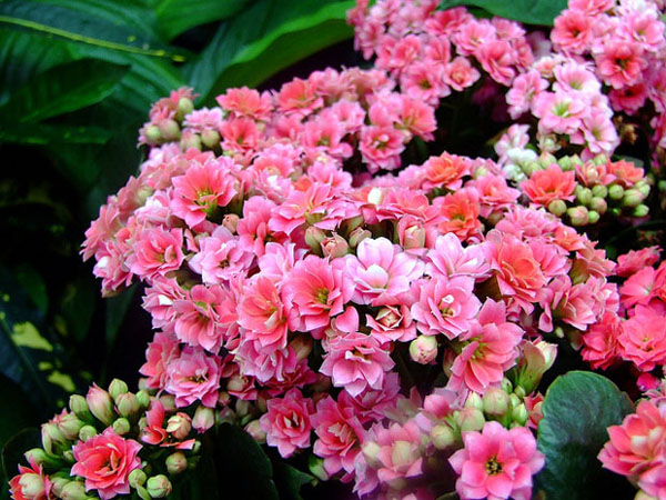 kalanchoe