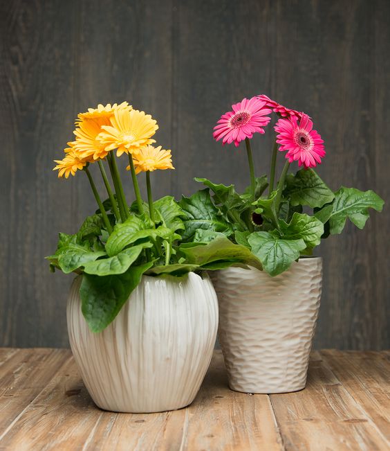 gerbera