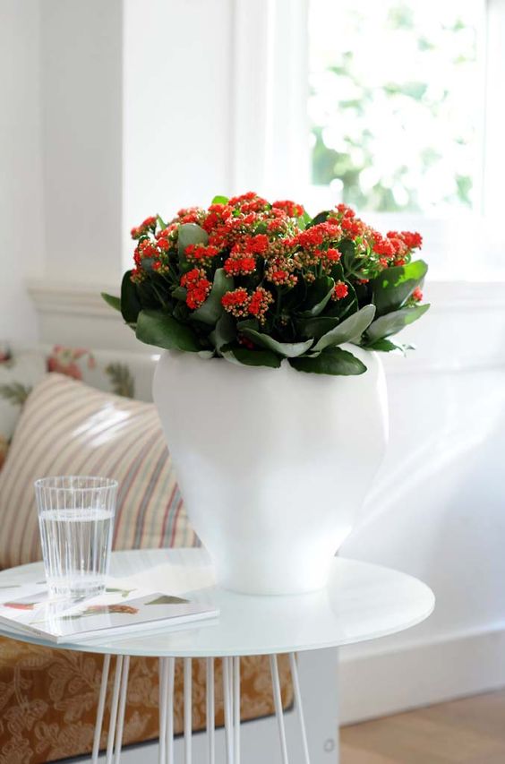 kalanchoe