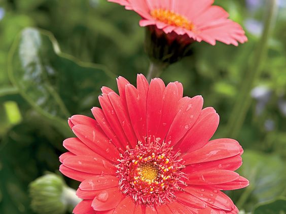 gerbera