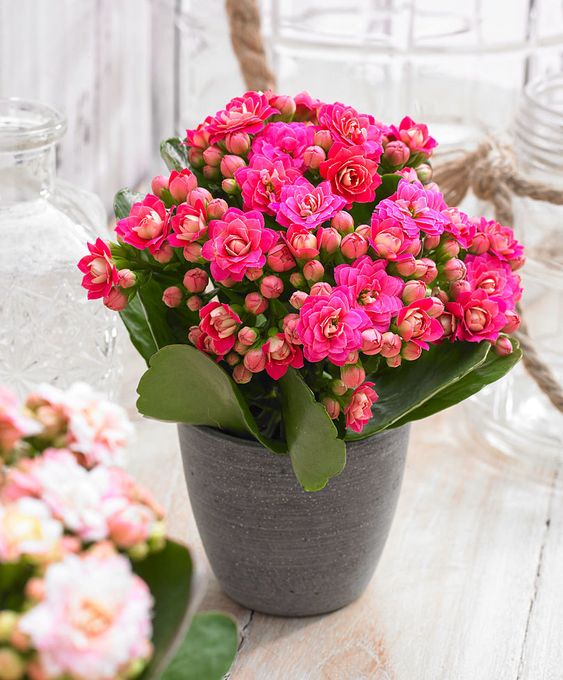 kalanchoe