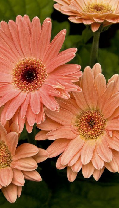 gerbera