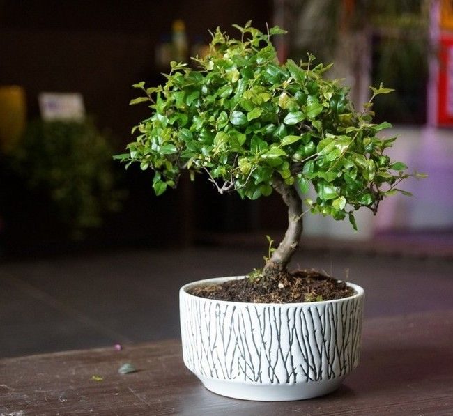 bonsai