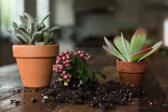 kalanchoe