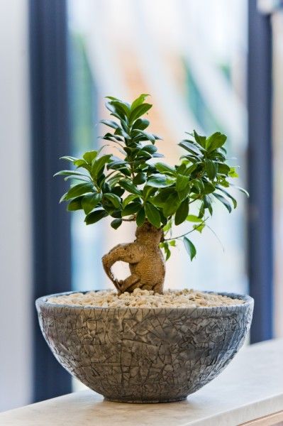 bonsai