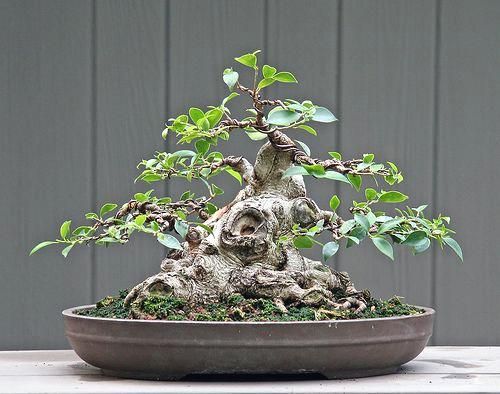 bonsai