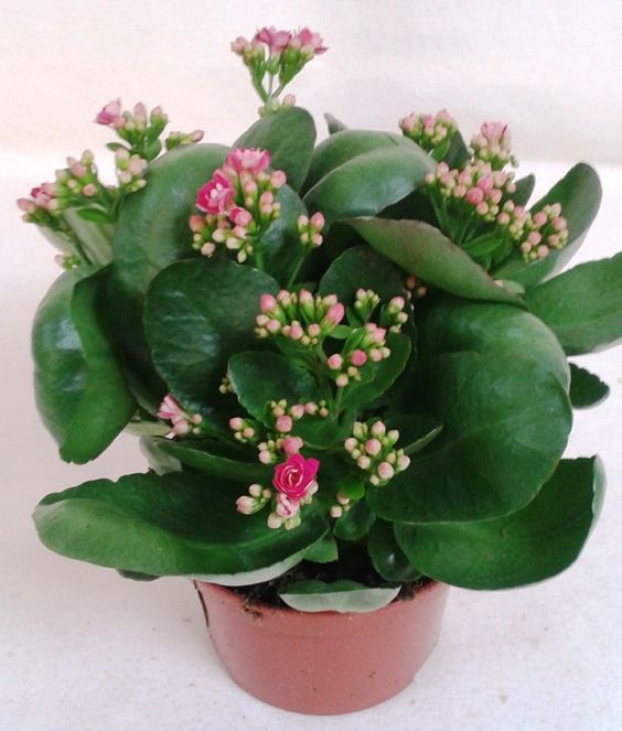 kalanchoe