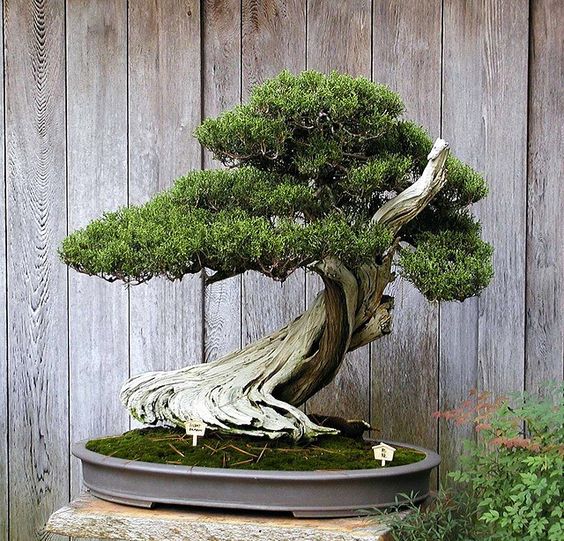 bonsai