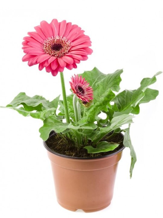 gerbera