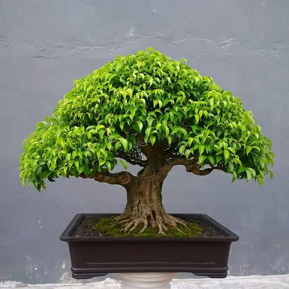 bonsai