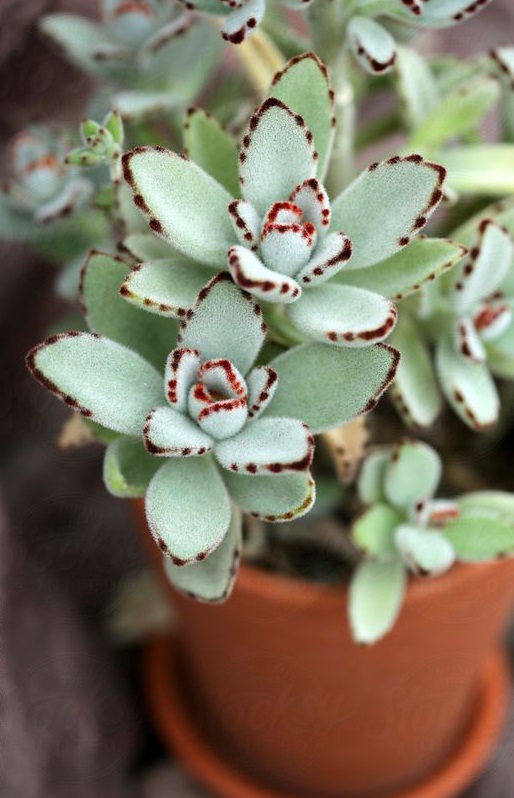 kalanchoe