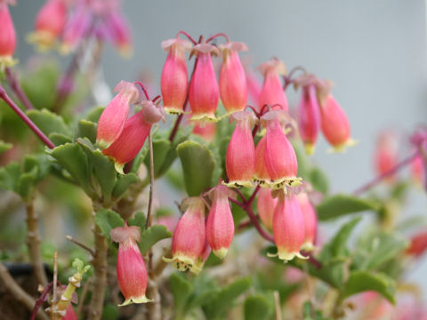 kalanchoe