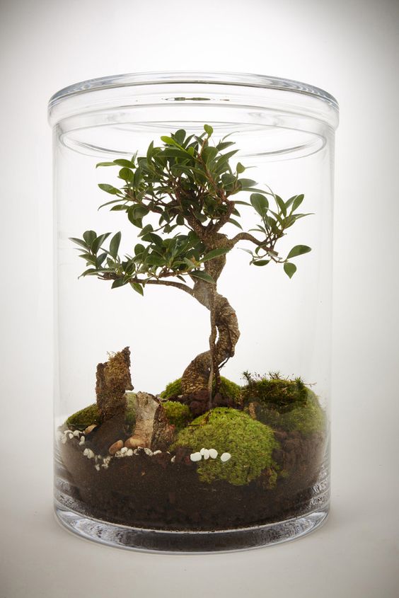 bonsai