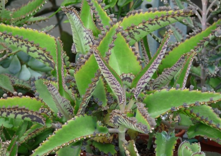 kalanchoe