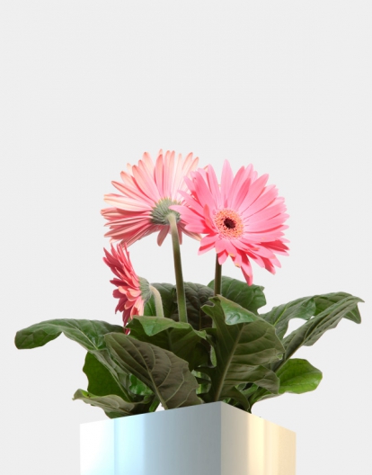 gerbera