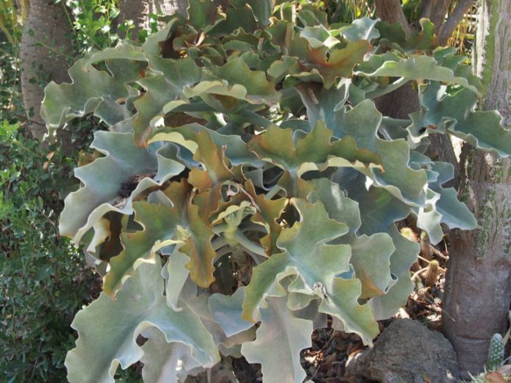 kalanchoe