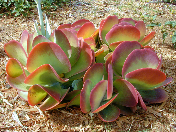 kalanchoe