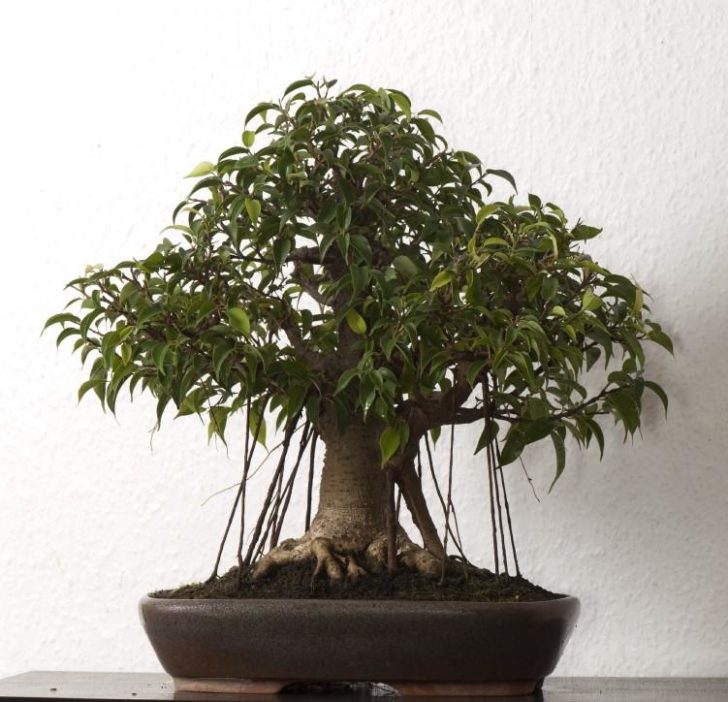 bonsai