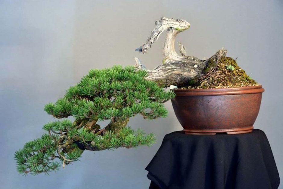 Bonsai