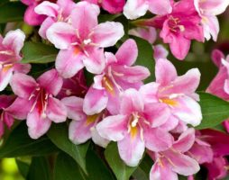 Weigela