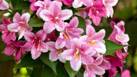 Weigela