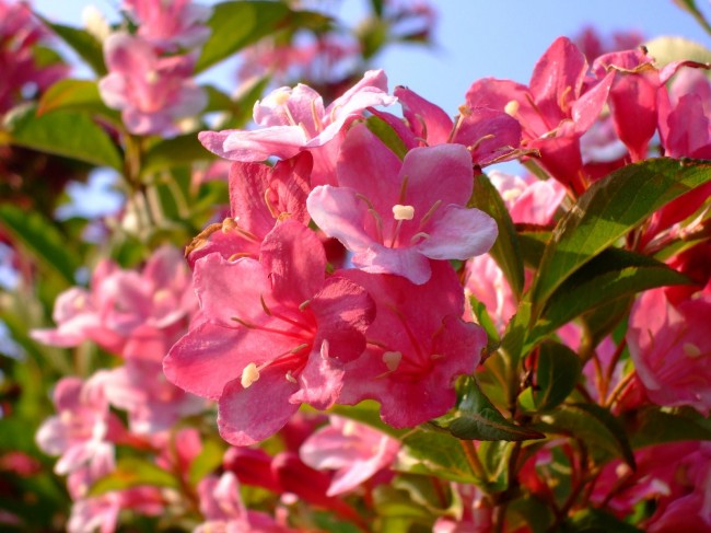 weigela