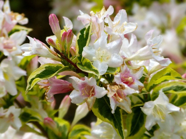 weigela